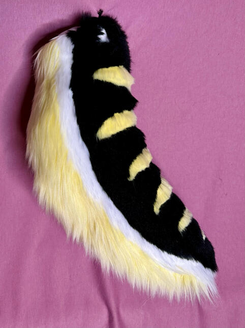 Striped Tail Striped Tail