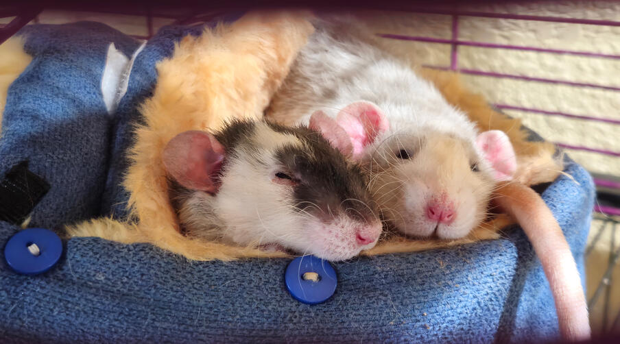 Bedtime Rats