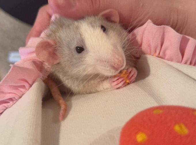 Pocket Rat