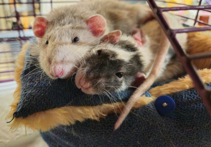 Snuggle Rats