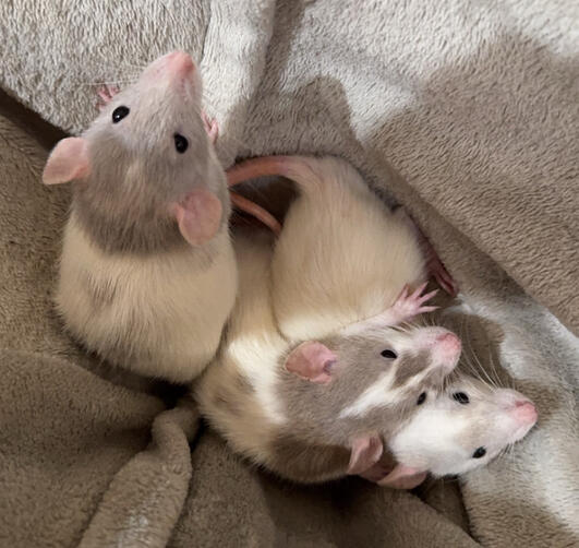 Pile of Babies