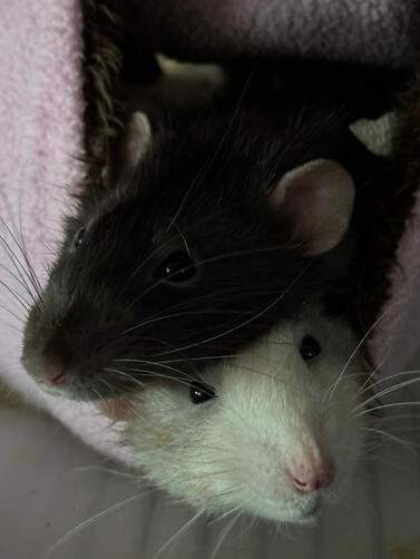 Brothers