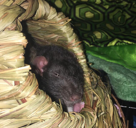 Eepy Boi