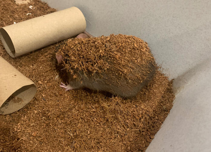 Dirt Goblin